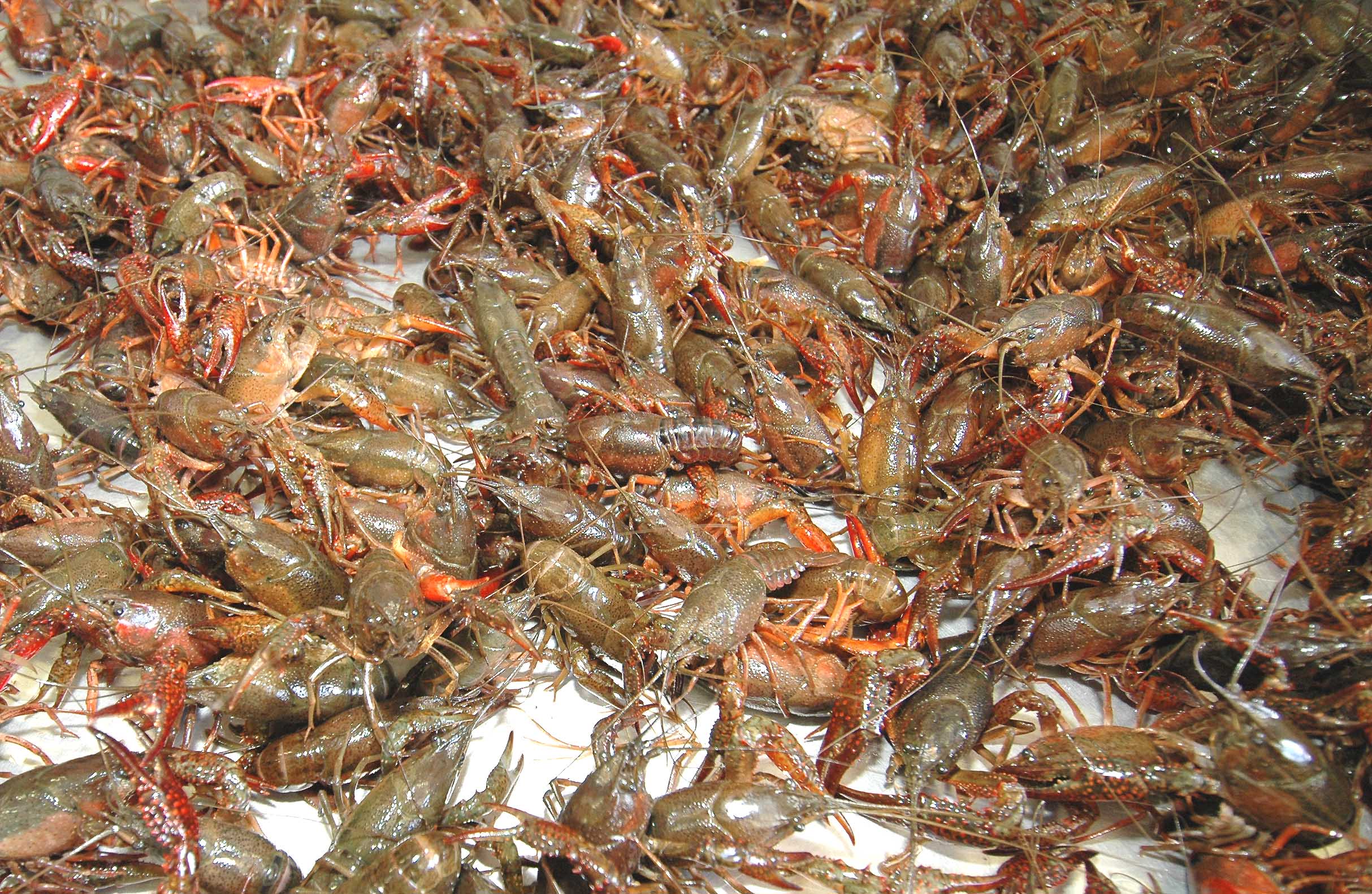 Floodwaters can affect water quality in crawfish ponds